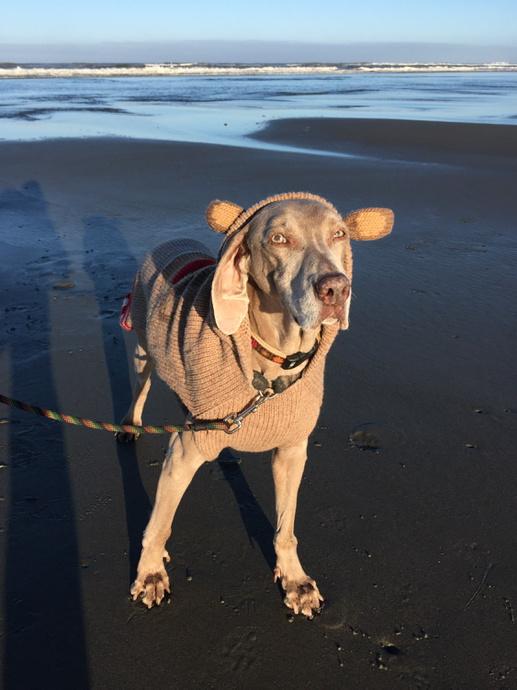 mcbealer's tweet photo. Day 50 πΎπΎ Copalis Beach #Weimaraner π΅ #MonkeySweater π #WABeach #fitbit http://t.co/dNW0XHRlyW