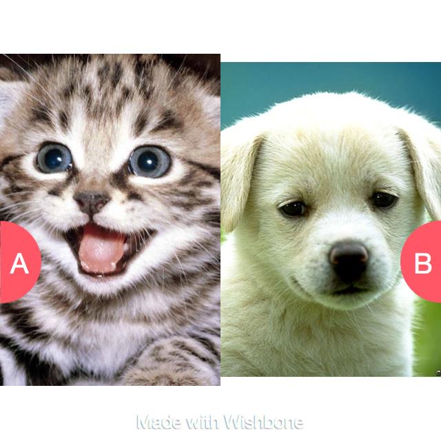 Boolyn04's tweet image. Cats or dogs getwishboneapp.com/share/14743670