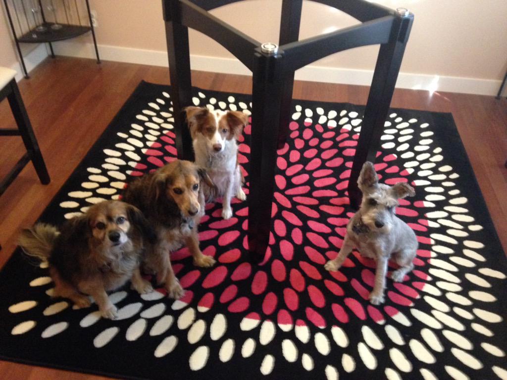 ChaserDawg's tweet photo. Auntie bought a new rug @IKEACanada #doggysealofapproval #noreturnnow #coveredindoghair http://t.co/jrVn2rcYCV