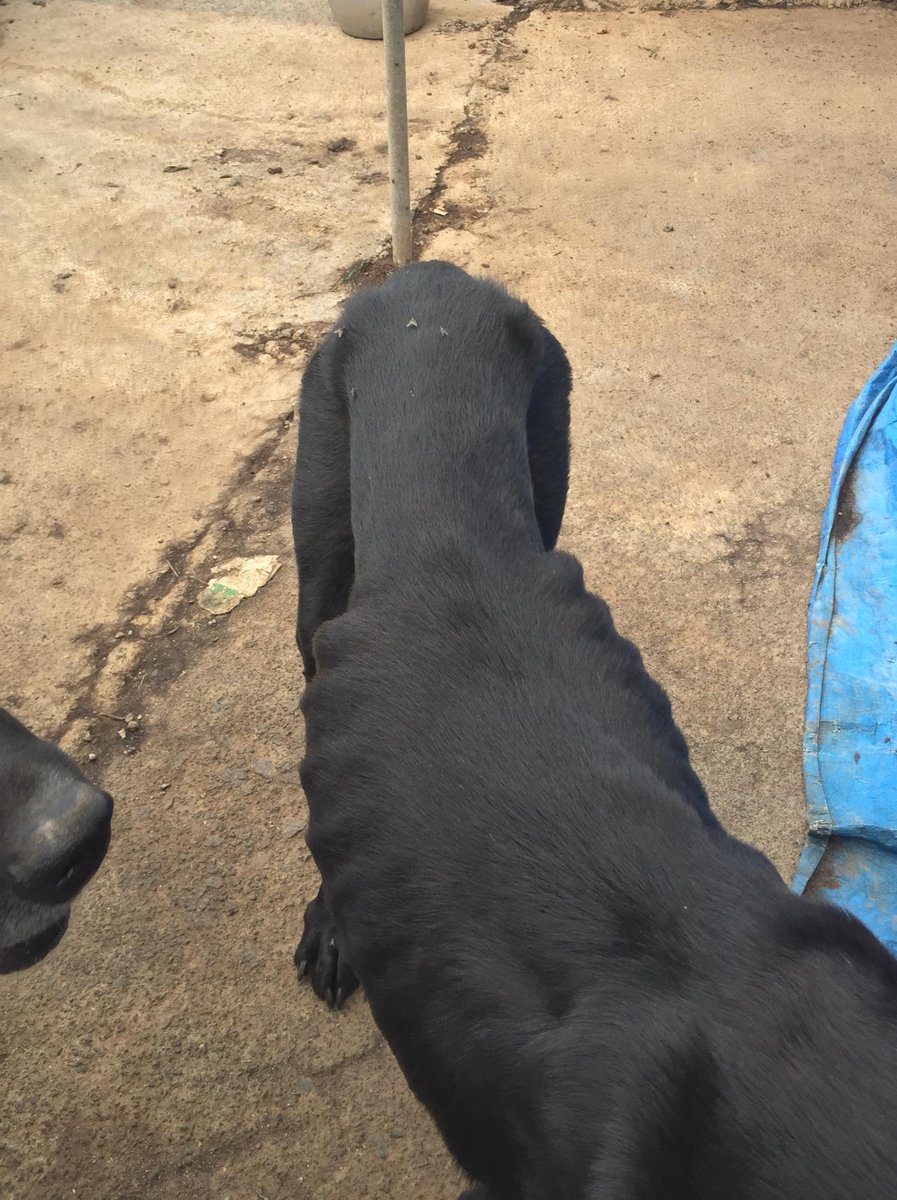 LauCapde's tweet photo. @CECOPAL_Orotava En el guachinche Finca La Salud (Camino de Los Gómez) hay una jaula con dos perros en este estado: http://t.co/qgyfMwURHs