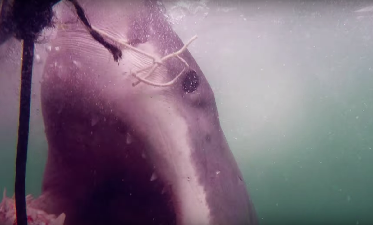 johnsowers's tweet photo. This Great White tried to eat my friend Nick while filming the new trailer for #HeroicPath. http://t.co/YB9UKyGOIc http://t.co/kSfVYznbEL