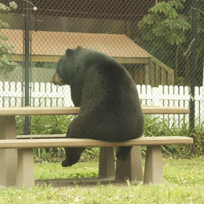 I like to think these bears were supposed to meet for lunch but one got the wrong park