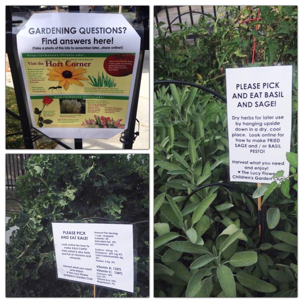 Basil and sage and kale, oh my! We've got bumper crops of all three at Lucy Flower Park, free for the pickin'!