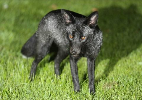animalwatchuk's tweet image. Someone just photographed this black fox (the rarest animal in Britain) metro.co.uk/2015/09/26/som… via @MetroUK #wildlife