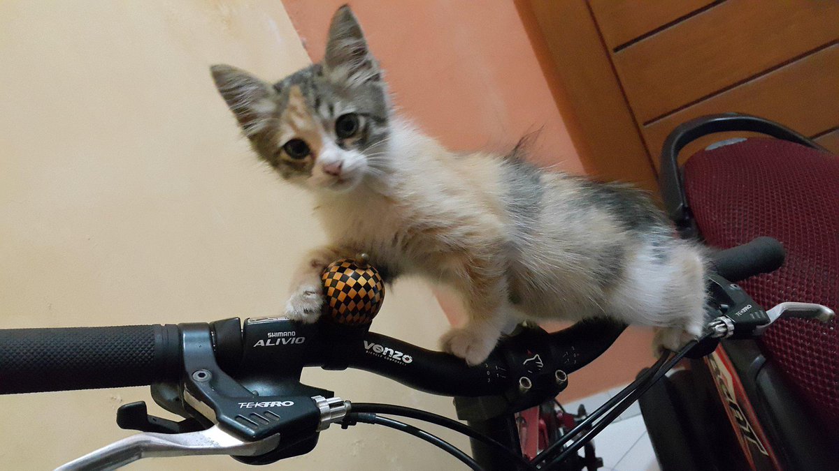 sidonatubiungu's tweet photo. @SahabatMeong @BDGcatlovers @TheDaiIyKitten @infokucing_ @SahabatKucing @KataKucing http://t.co/KXHxatVoha
