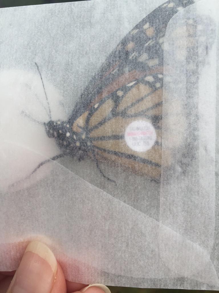 Summer_77_NC's tweet photo. My butterfly 😍💖 #SciWorks #ButterflyDay #FlyFree http://t.co/2omdqSKSRn