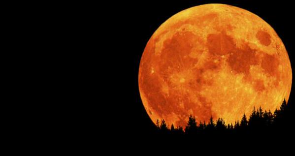 Hogwartssite's tweet image. Hogwarts, ahora mismo. La luna llena empieza a salir, recortada entre los abetos del Bosque Prohibido #EclipseLunar