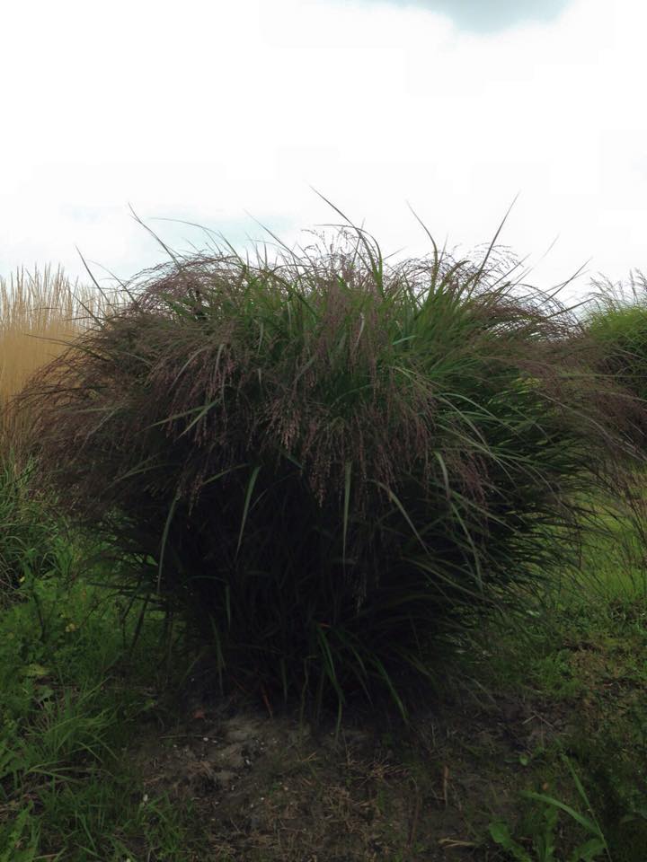 Verschillende siergrassen die nu aan het bloeien zijn! texeltuinen.nl