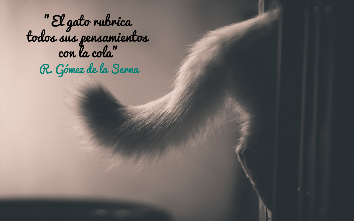 petoom_'s tweet image. ¿Estás de acuerdo con la frase de la imagen?