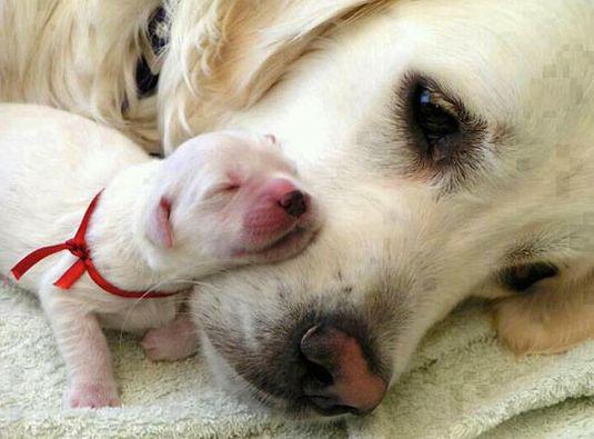 petoom_'s tweet image. Amor de madre :)