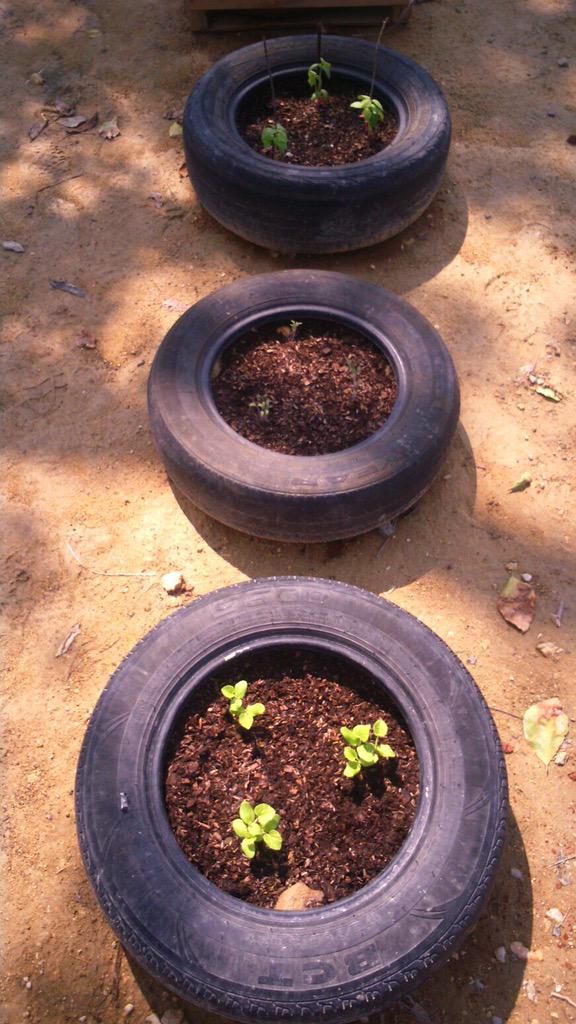 ProyectoCeiba's tweet photo. 🌱 Descubre como hacer parte del cambio para un campus y ciudad mas verde #uninortegreen http://t.co/4f7L3ZjmTA