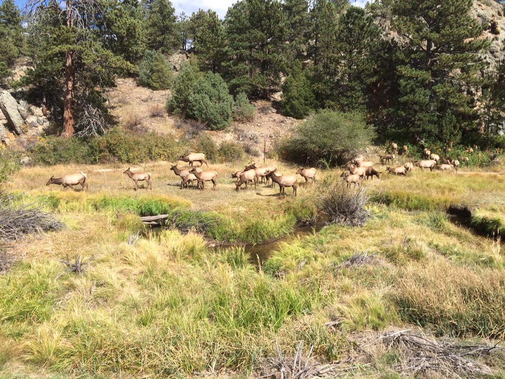 NStarrynite27's tweet image. Estes Park #elk #bugling #leafers #fallincolorado