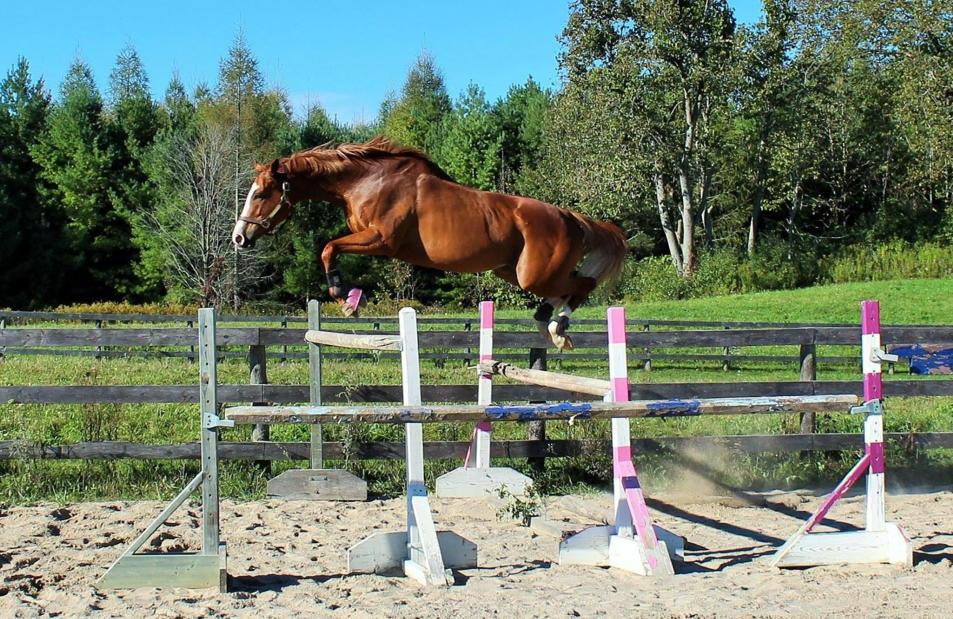 FitDogBlog's tweet image. A little free jumping action. Love this horse! #horsesoftwitter #thoroughbred #ottb