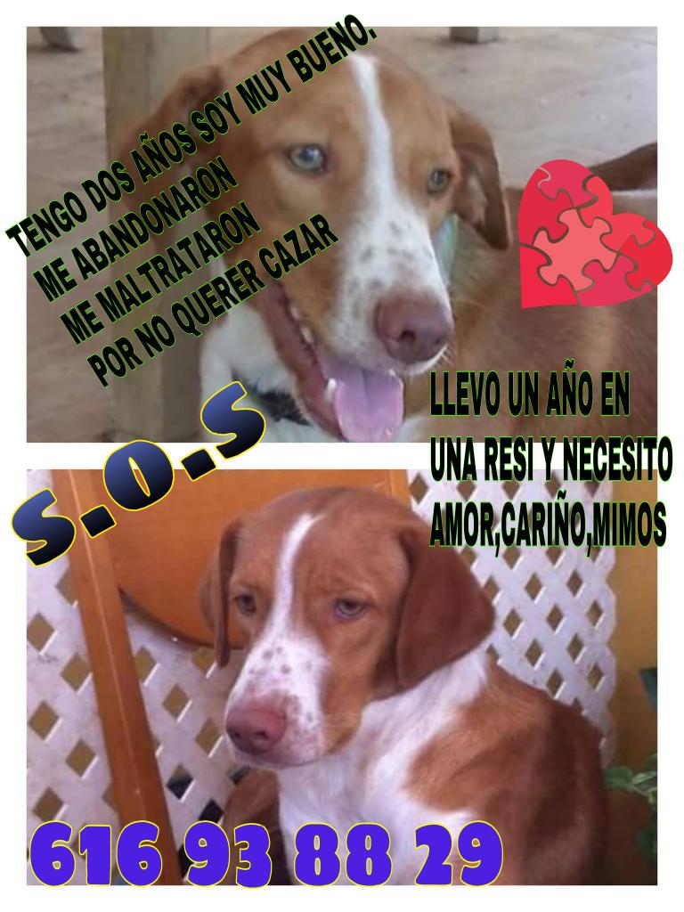 CRUCEMOS HUELLITAS tweet media
