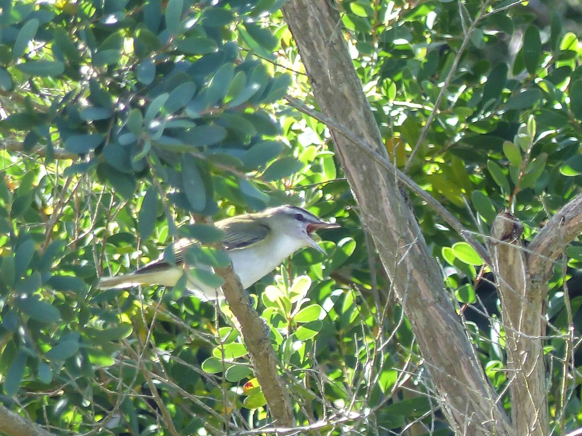 IWTScilly's tweet photo. Y'day's Red-eyed Vireo on St Agnes. 1st I have seen for years. A good day followed by an excellent rugby result! http://t.co/Oy2fIlWymH