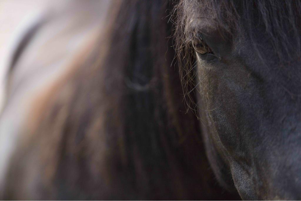 a snap from our #visit to #riverdalefarm <a href="/RiverdaleFarmTO/">Riverdale Farm</a> ❤️🐴❤️ #8mmmedia #toronto #animals #photography