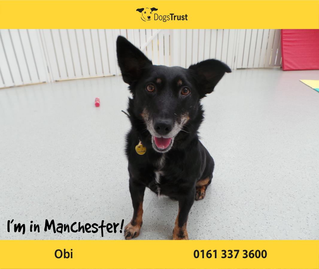 Obi is a happy terrier crossbreed @dt_Manchester he's quite a curious chap - you could even say a little bit nosey!