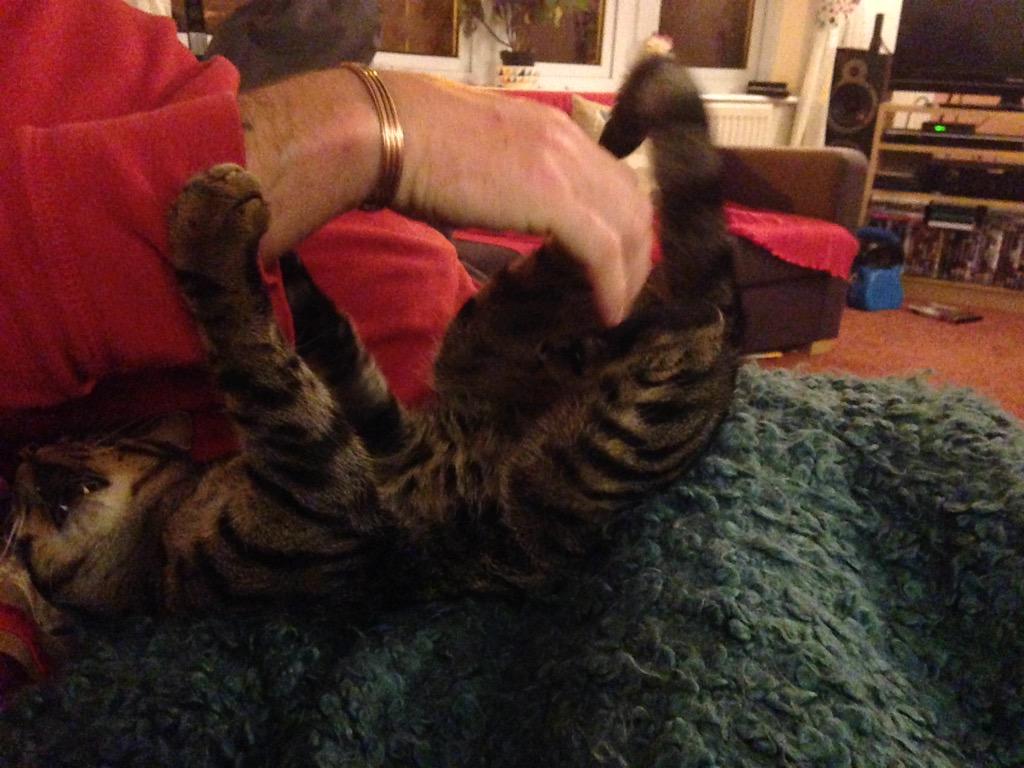 TillyCat9lives's tweet photo. #Ikillyou #evilkitty http://t.co/Pbk6KV9hwS