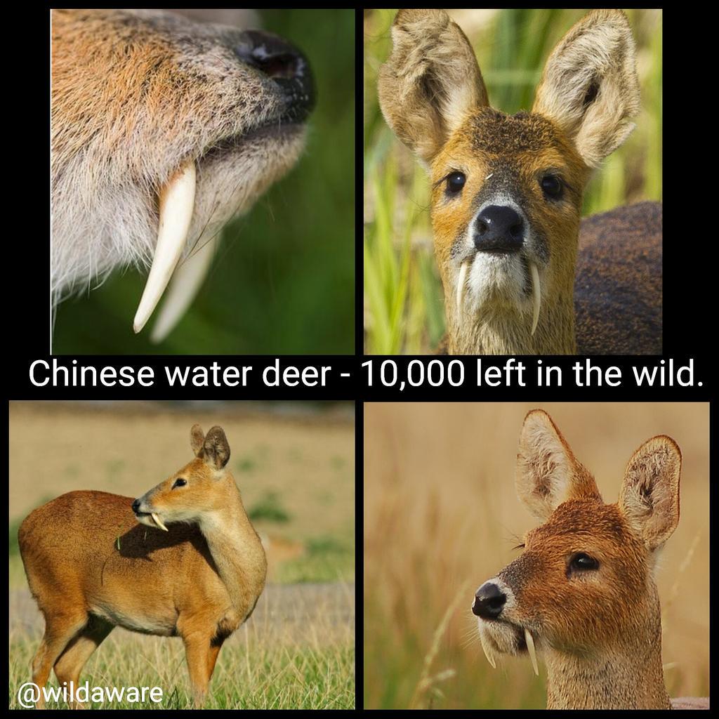 #Chinesewaterdeer is hunted to obtain colostrum, which is sold for use in folk medicine. @extinctsymbol #endangered