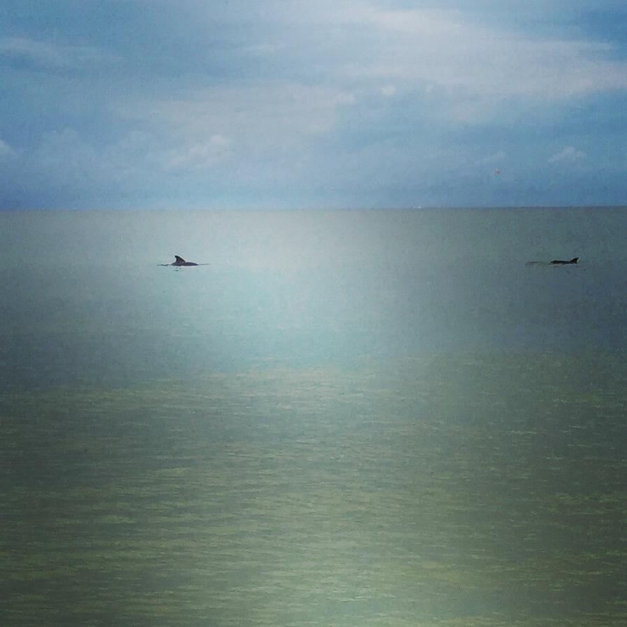 jennifermayerle's tweet photo. Dancing dolphins! #hardtocapture #therewerethree #dolphins #suchbeauty http://t.co/Tu1v3oLq6b