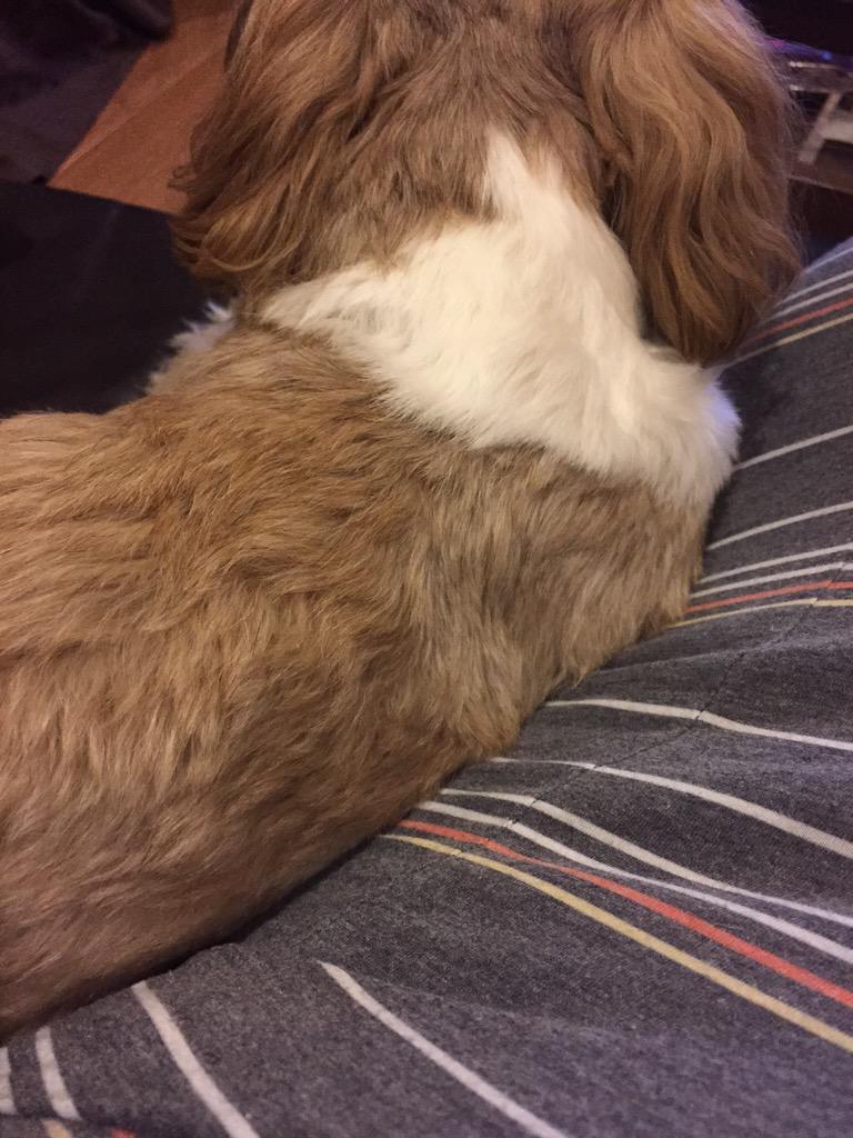 gdjv56's tweet photo. こーやってピトッてしてくる私の愛犬が大好き http://t.co/RcqUhXlqif