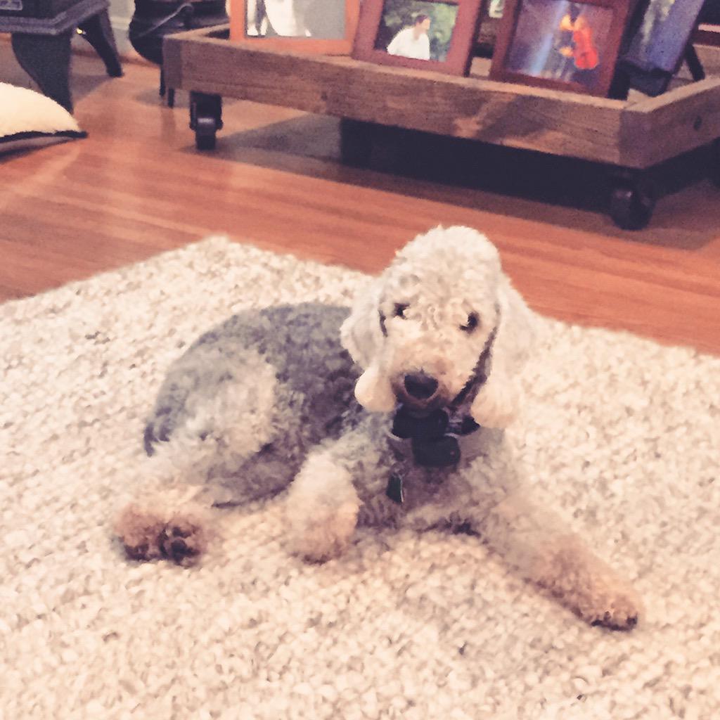 CBMMist's tweet photo. Where's my leg? 🐶🐾💕 #dogslife #dogsproblems #missinlegs #lostandfound #bedlington http://t.co/VnLrW78M68