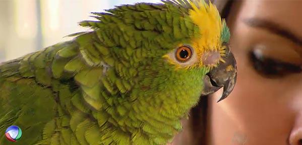 DomEspetacular's tweet photo. Ave recebe cuidados médicos de veterinários especializados http://t.co/kC4uCKp52i #DomingoEspetacular http://t.co/W42F80ls7S