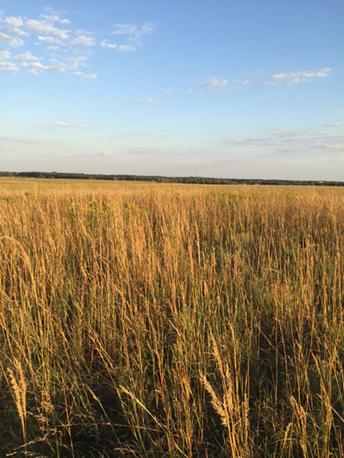Looking for Flint Hills pasture?  We have 1200 acres of premium Butler Co Kansas land coming soon!