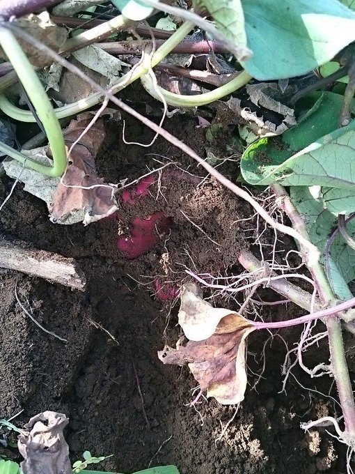 朝起きて
芋掘って 