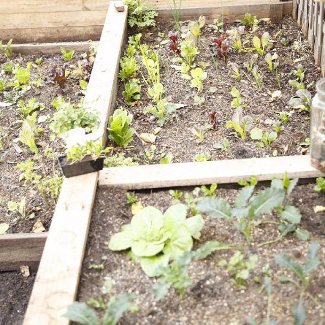 livefoodproject's tweet photo. The value of an urban farm is multifaceted. An urban farm is a catalytic space. It's a space of growth. Ian Marvy… http://t.co/eSe7BYX1lb