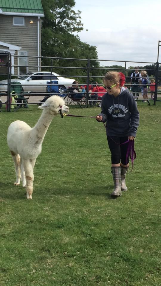 Rockchapalpacas's tweet photo. Memorable moments from National Alpaca Farm Days September 26th http://t.co/HrqFHKOAoe