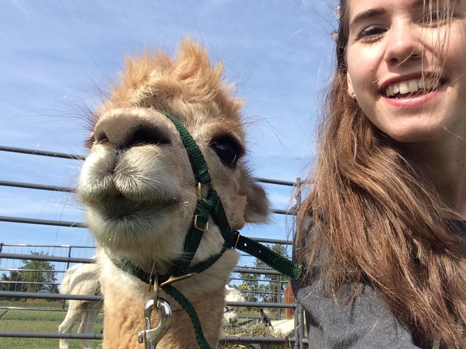 Rockchapalpacas's tweet photo. Memorable moments from National Alpaca Farm Days September 26th http://t.co/HrqFHKOAoe