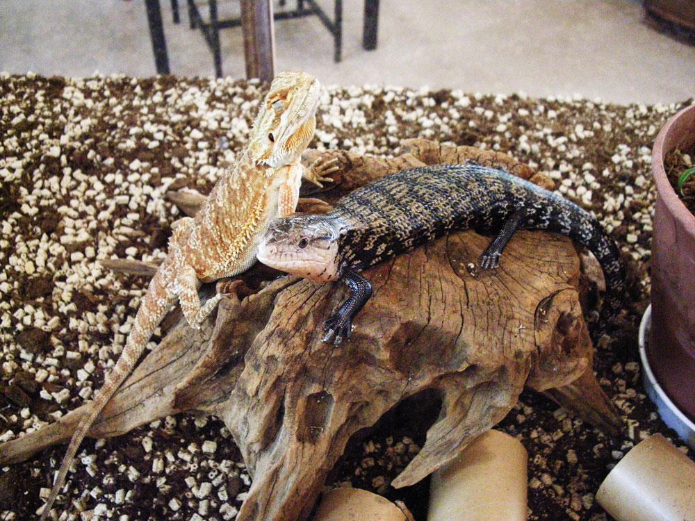 横浜亜熱帯茶館 爬虫類 Cafe 晴天で迎えた９月最後の営業日 爬虫類スタッフたちは太陽光にテンション高めです 写真は 互いに気にしなくなった チビ フトアゴヒゲトカゲとオオアオジタトカゲ 紫外線ライトのあたる一番暖かい場所の取り合いです Http T