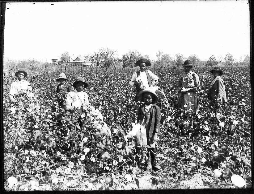 bluux21's tweet photo. This is what we do most of the day. Pick that cotton! 
#TalkingIsh http://t.co/aJKXBKc0rW