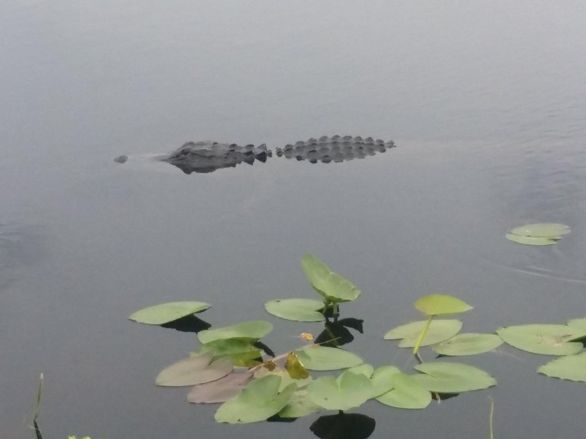 withlovemarcia's tweet image. Fun day with the #Alligators 😏