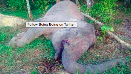 dodo's tweet image. Endangered elephant Yongki has been slaughtered for his valuable tusks #StopPoaching  thedo.do/1OsxfH7