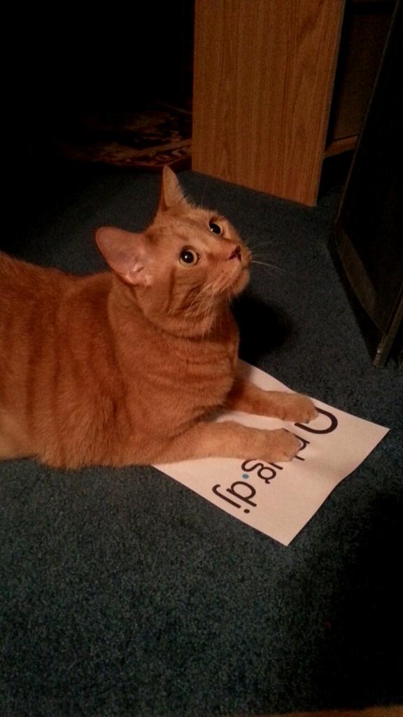 silverbuilds's tweet photo. My cat supports @plugdj ! #saveplugdj if nothing else, donate for my cat. Thanks c; http://t.co/gM0lvIcvCU http://t.co/zjTOqLUrg9