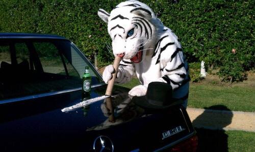 elcosodelapizza's tweet photo. Qué le hace una raya más al tigre no? https://t.co/ESqEW20Y5t