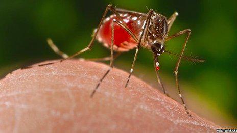DominiquePerera's tweet photo. Hey Mosquito, All-you-can-drink Buffet over here! #PowerCutMonday @YES101SriLanka http://t.co/1rrRrq6Rwc