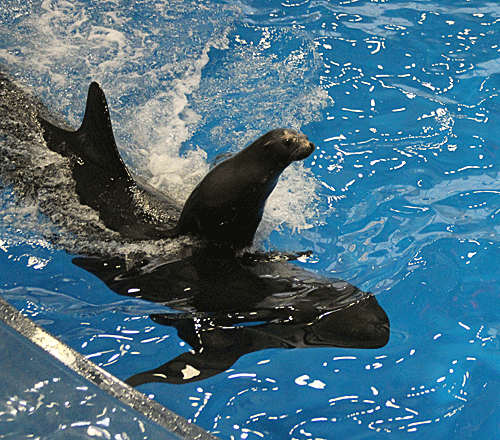 ネットでオーストラリアの「クジラの背中に乗るアシカ」が話題になって