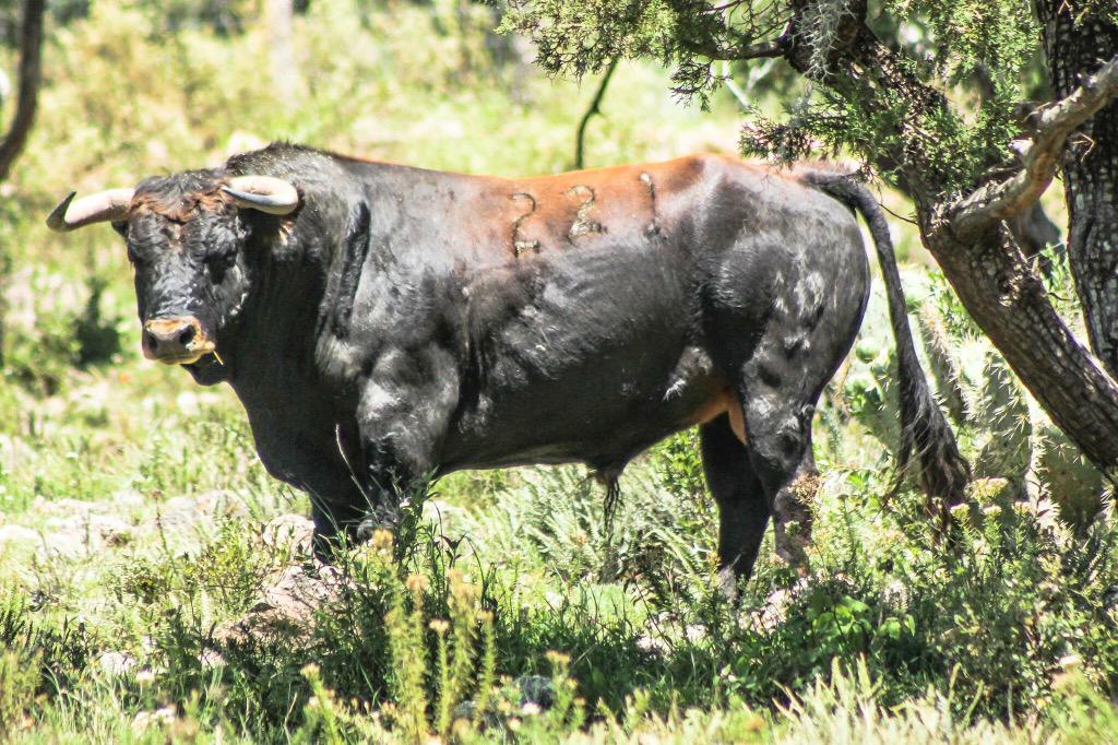 Julio Uribe Curn tweet media