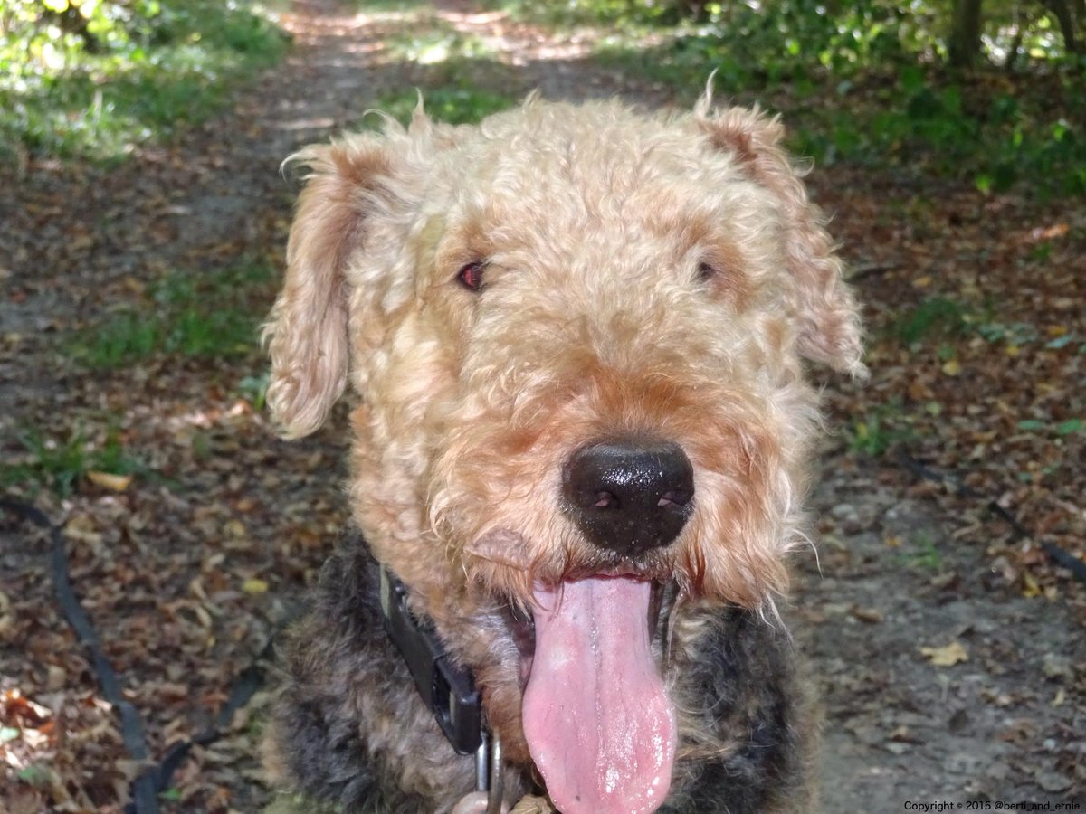 Berti_and_Ernie's tweet photo. A smiling #dog is one of creations highlights. 
#dogsarejoy http://t.co/YLuJrCtiT4