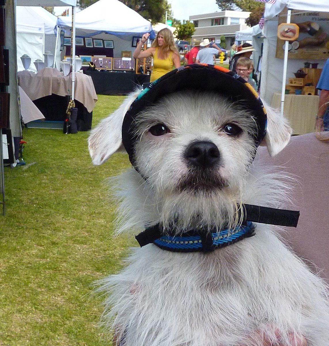 carisummer1's tweet photo. Little guy wearing a size small #DoggySuperVisor #DogVisor in #MorroBay http://t.co/AYcq9K1xjy