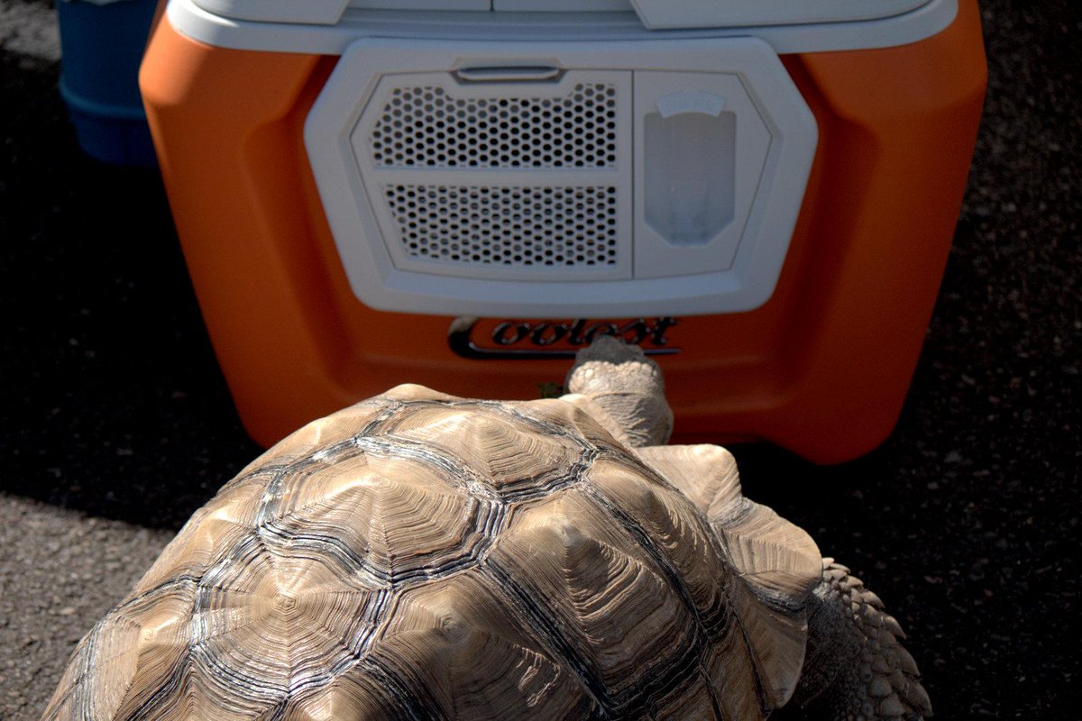 IwasIamIwillbMe's tweet photo. Steve's checking out the Coolest. @Coolest_Cooler #coolestcooler #DoyouknowSteve #vancouver http://t.co/uqbuUXAF5v