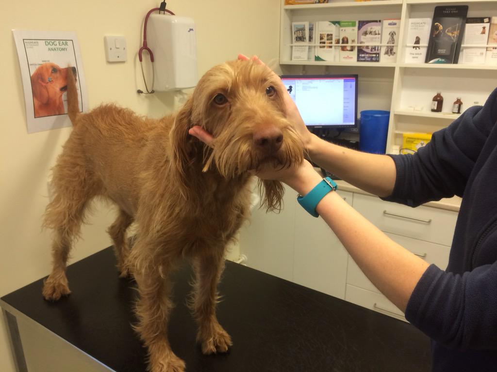 beaufell's tweet photo. Bodhisattva not impressed at #highgateVets first time in 4 years, she ain't doing so bad! #petpassport #whv #vizsla http://t.co/tuLRKFiE0k