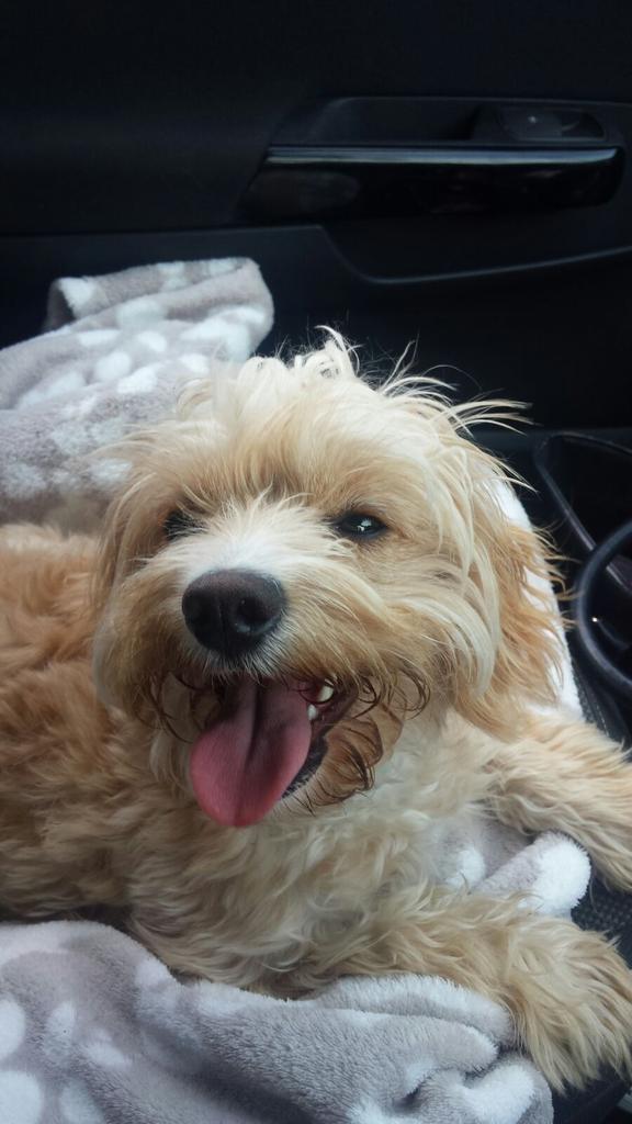RyanFerg10's tweet photo. Can't wait to see this wee shite at the weekend 😍🐶 http://t.co/Ym7wH7zThK
