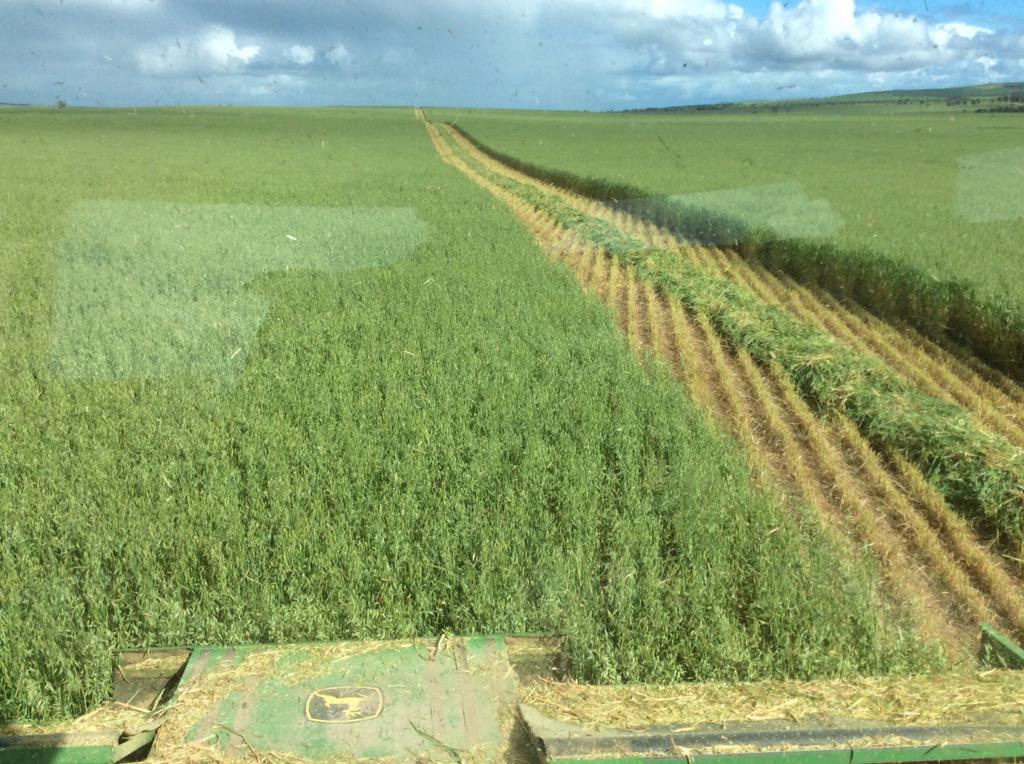 Daniel Schoenberg tweet media