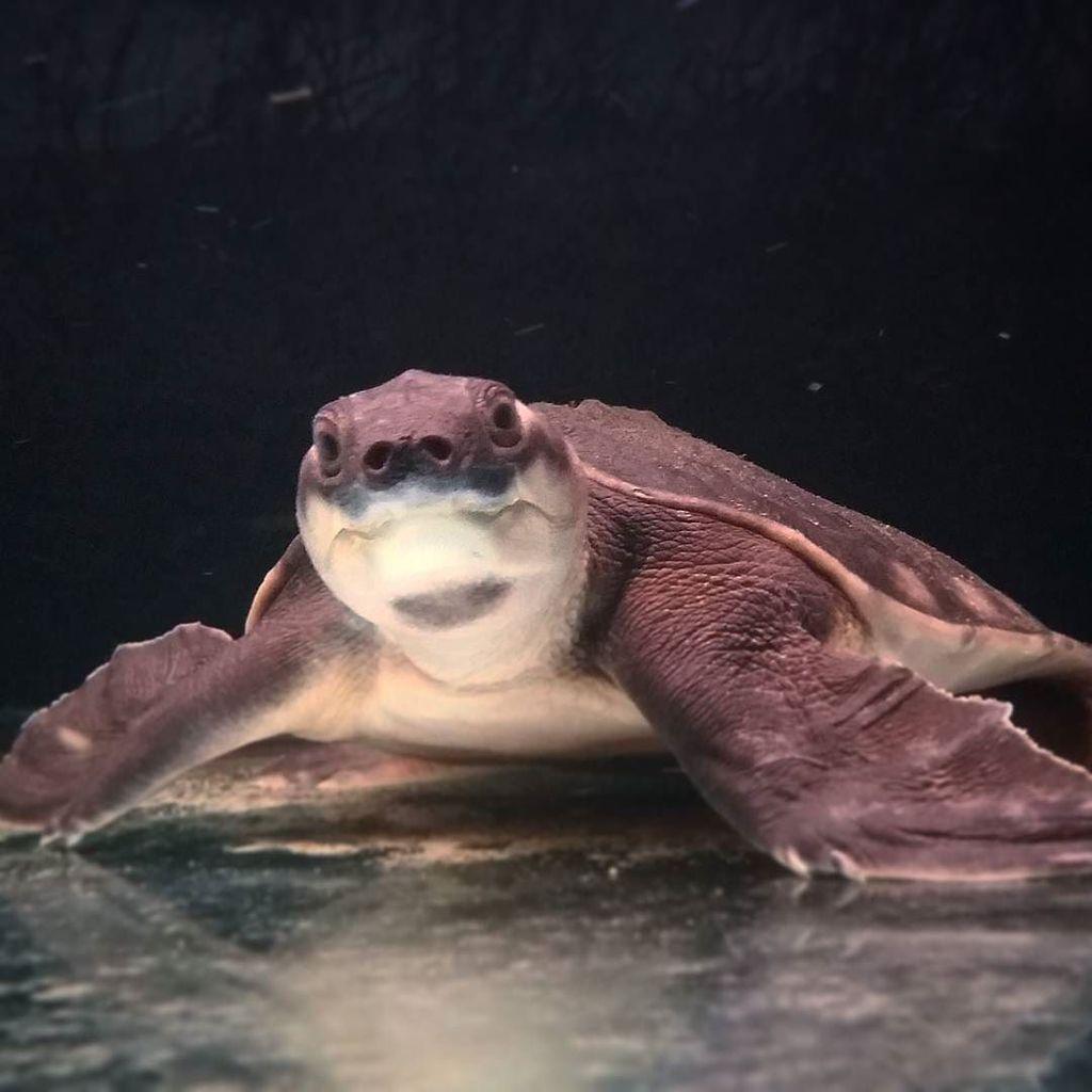 reptiles's tweet photo. #Reptiles: RT @wontonmein: Fly river turtle #aquariumlife #exotic #turtle #reptiles #pnt #pignose #arowana #datnoid… http://t.co/bLZ2AjGaIZ