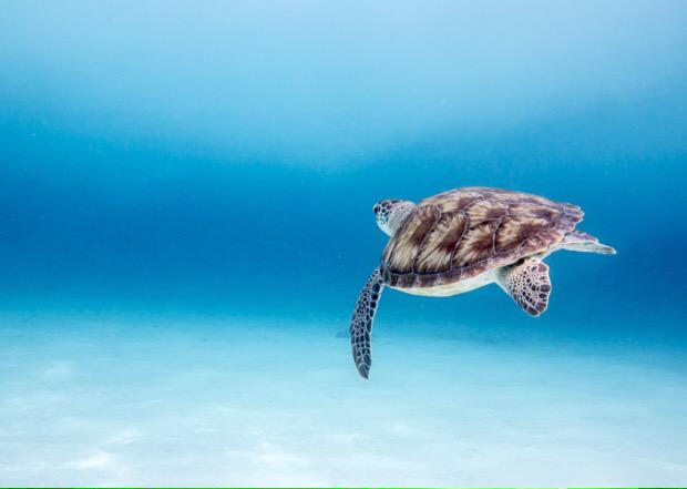 Alex_Verbeek's tweet photo. Half of all sea life ‘wiped out in last 50 years’ 
http://t.co/Y5tZhyIzHT #biodiversity #oceans http://t.co/OE0tXvJ5k9