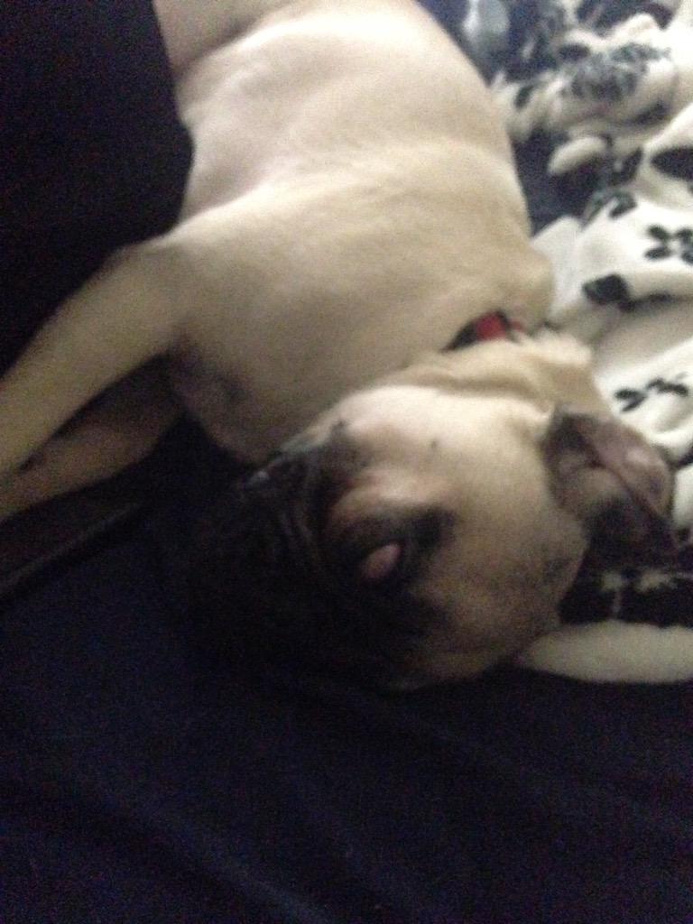 KactiveOfficial's tweet photo. Fun fact: Winston sleeps with his eyes open rolled to the back of his head. http://t.co/KfdozCeM65